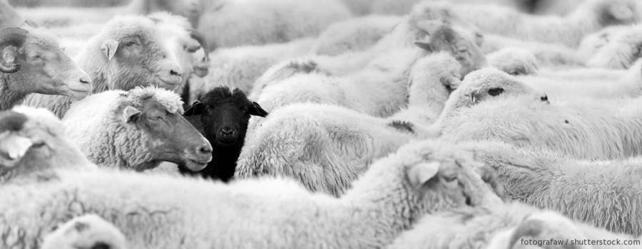 Schwarze Schafe in der Branche